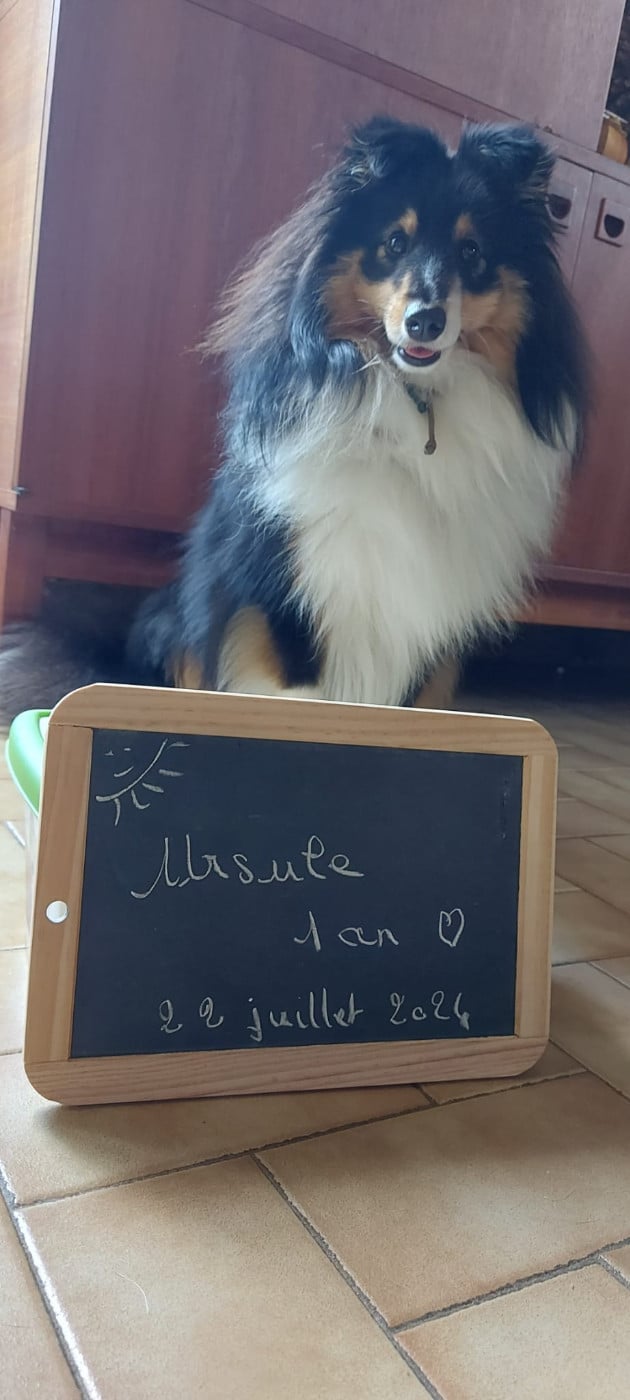 Ursule Brun Des Shelties De Gaia
