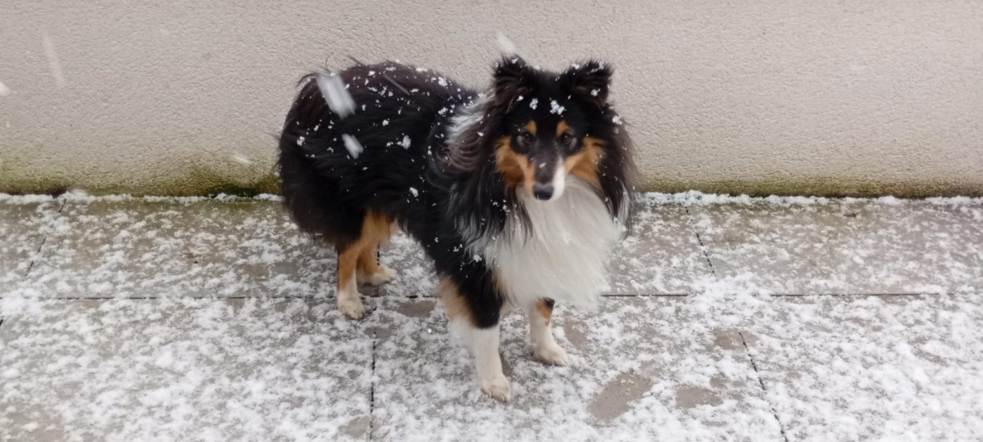 Ursule Brun Des Shelties De Gaia