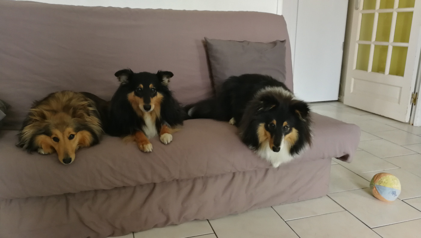 Ursule Brun Des Shelties De Gaia