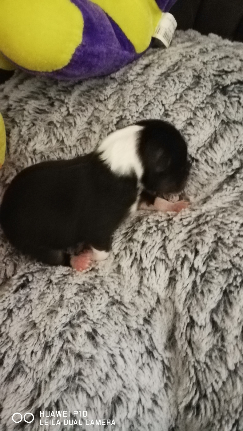 Ushka Brune Des Shelties De Gaia