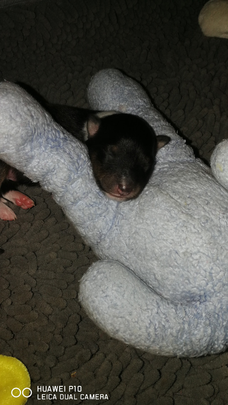 Ushka Brune Des Shelties De Gaia