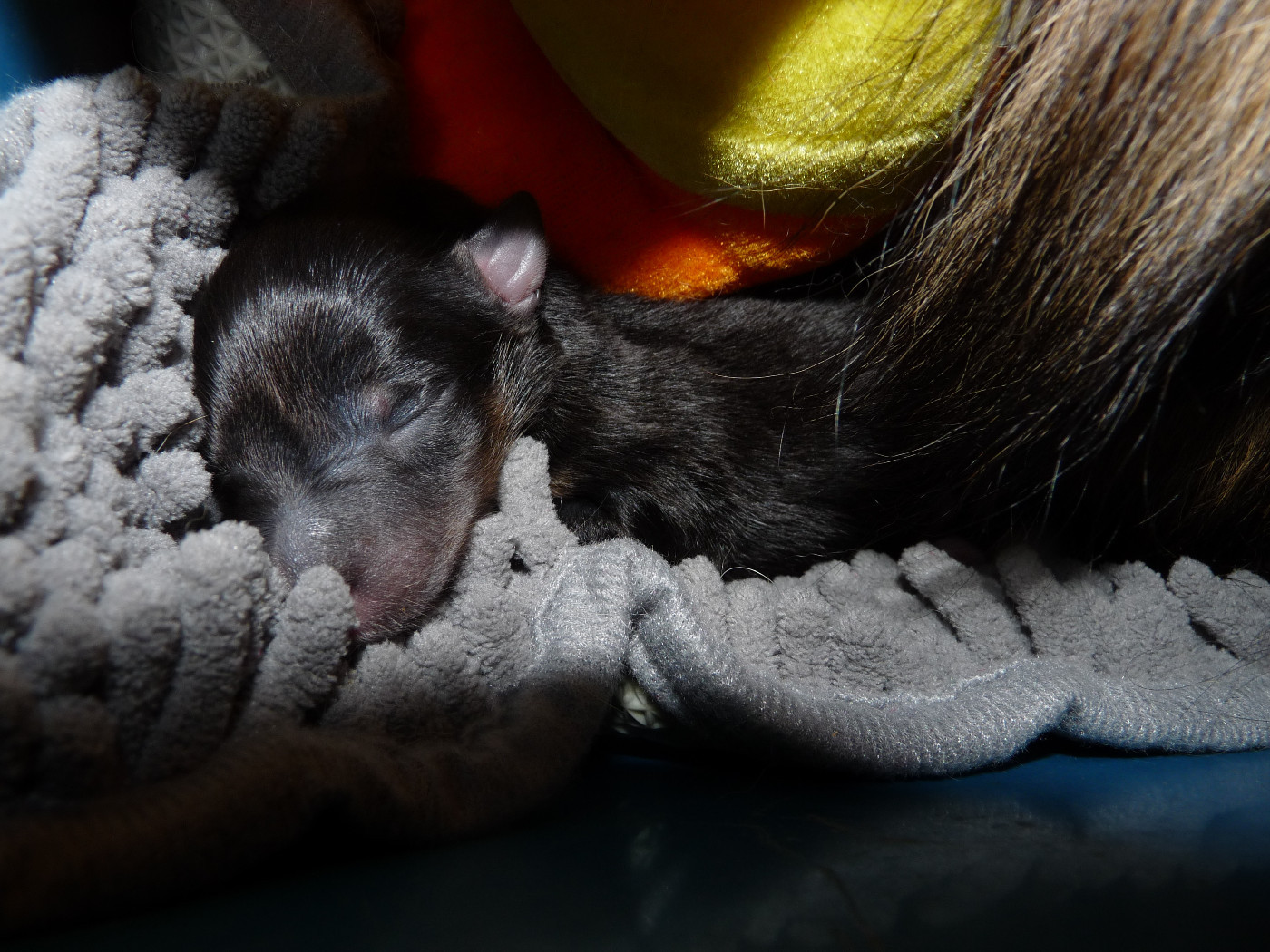 Ushka Brune Des Shelties De Gaia