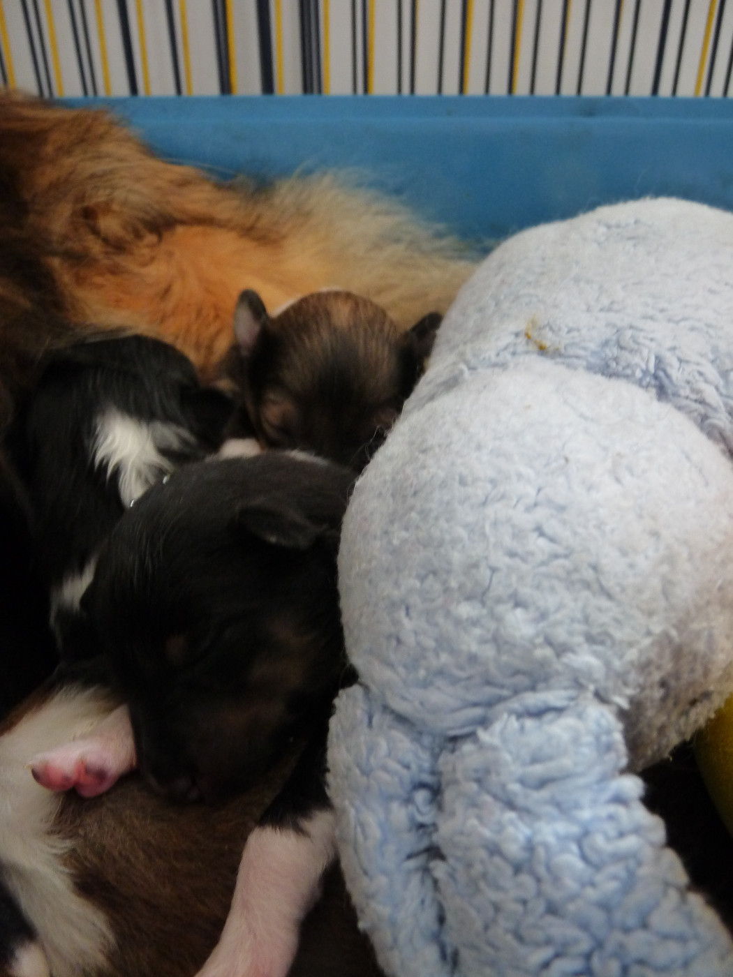 Ushka Brune Des Shelties De Gaia