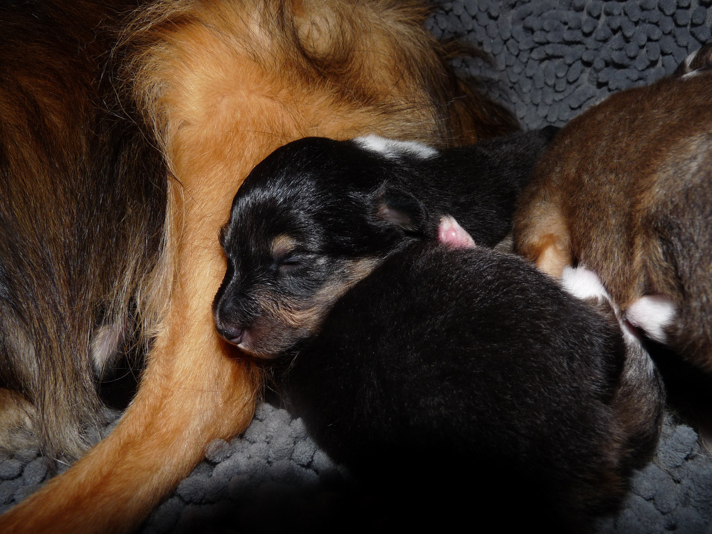 Ushka Brune Des Shelties De Gaia