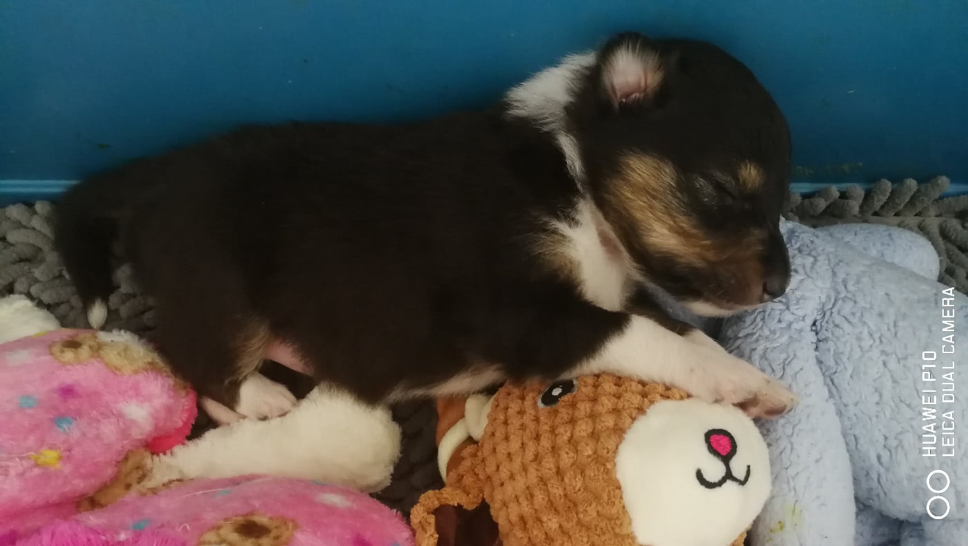 Ushka Brune Des Shelties De Gaia