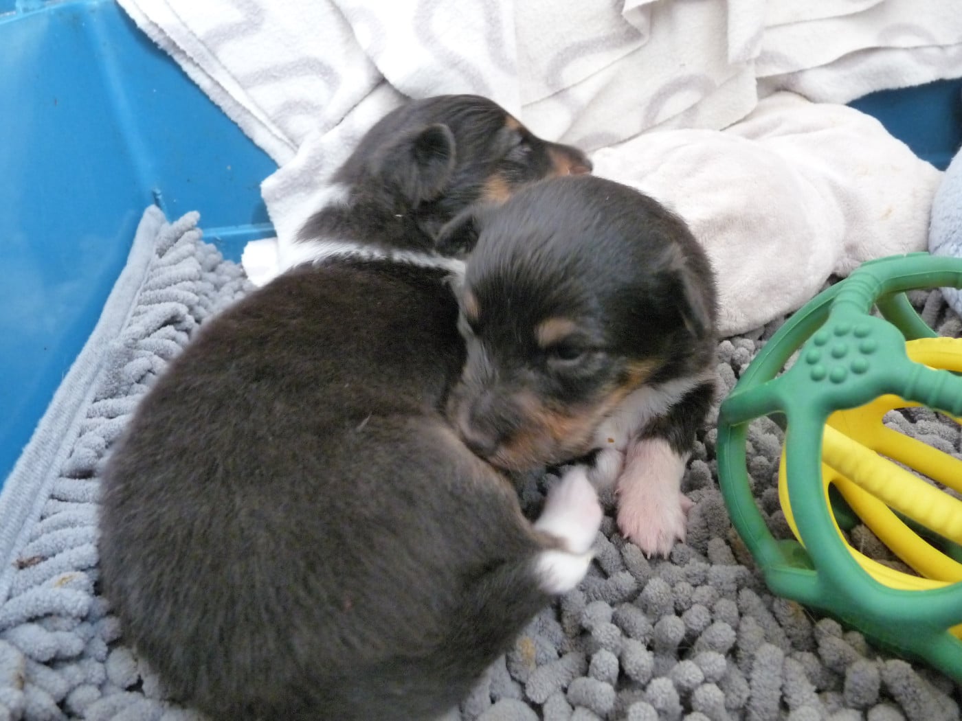 Ushka Brune Des Shelties De Gaia