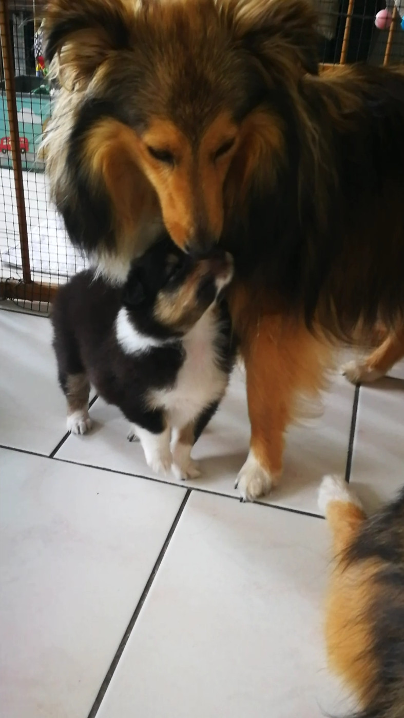 Ushka Brune Des Shelties De Gaia