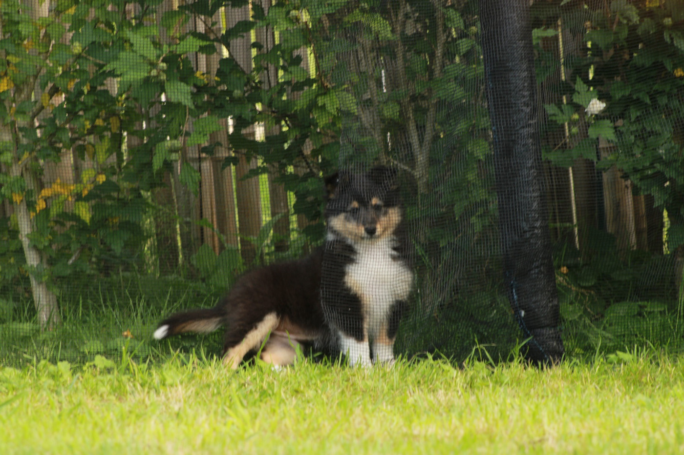 Ushka Brune Des Shelties De Gaia