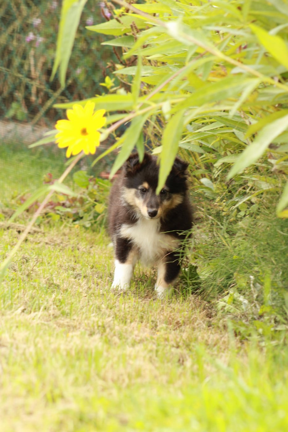 Ushka Brune Des Shelties De Gaia