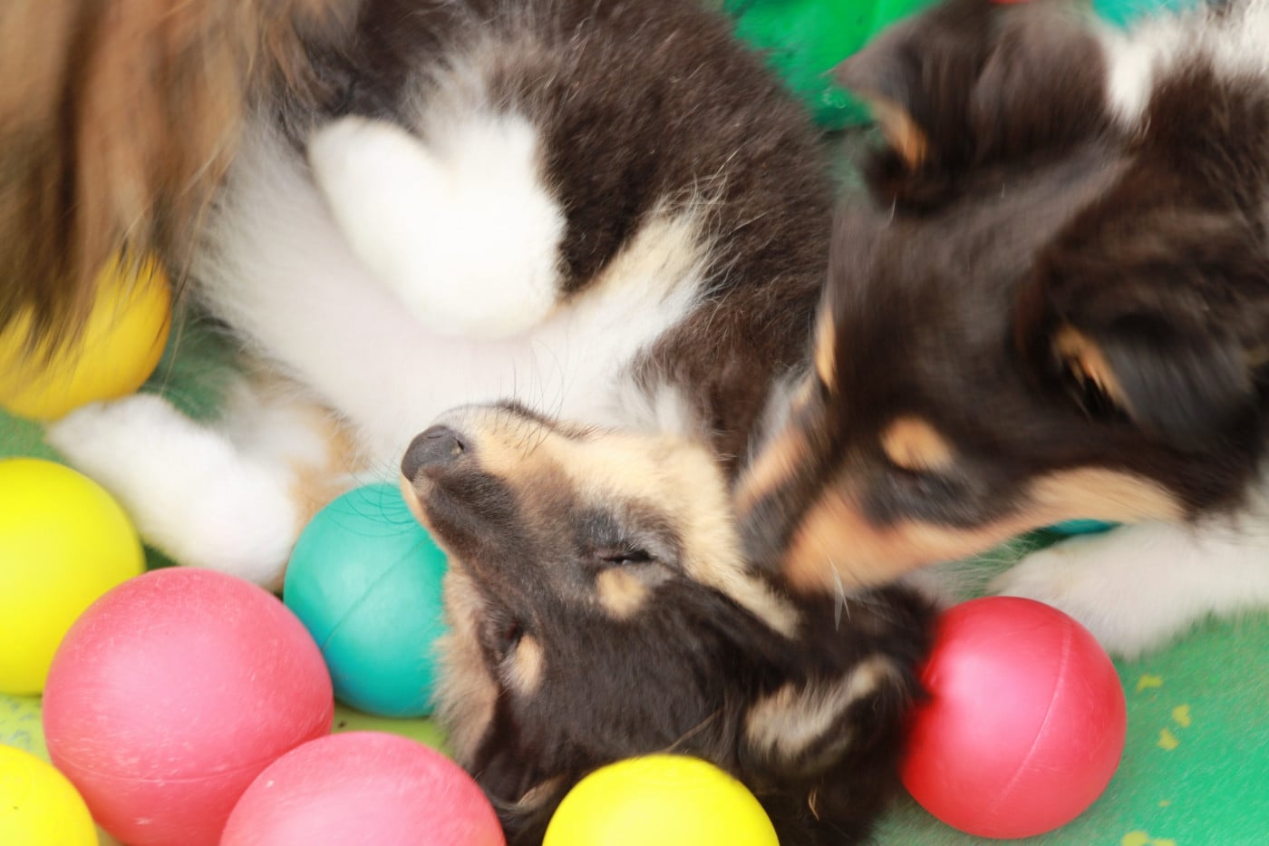 Ushka Brune Des Shelties De Gaia