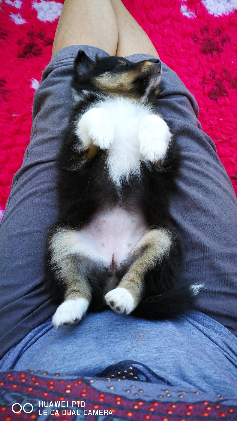 Ushka Brune Des Shelties De Gaia