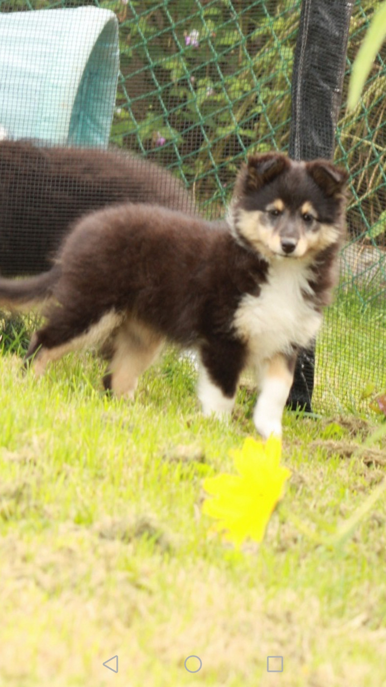 Ushka Brune Des Shelties De Gaia