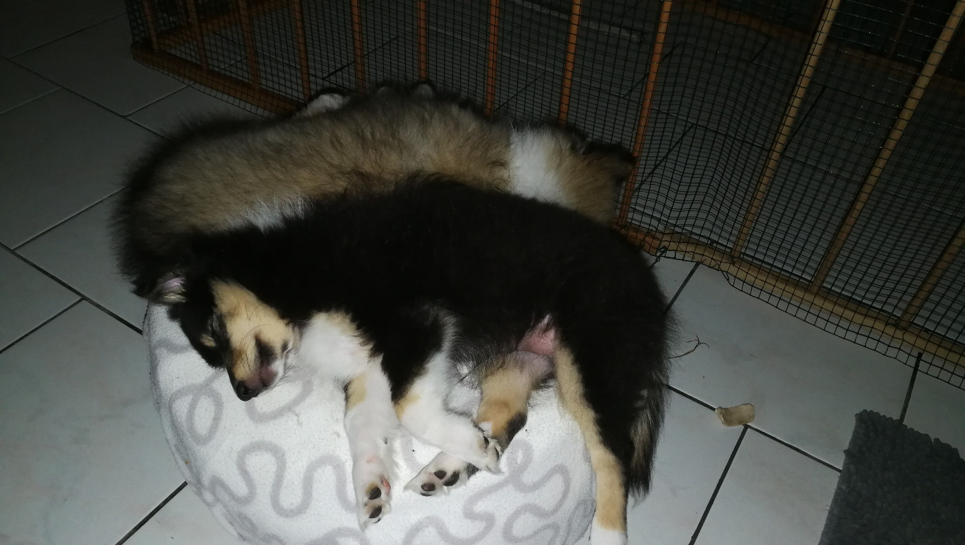 Ushka Brune Des Shelties De Gaia