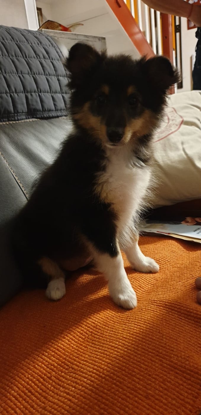 Ushka Brune Des Shelties De Gaia