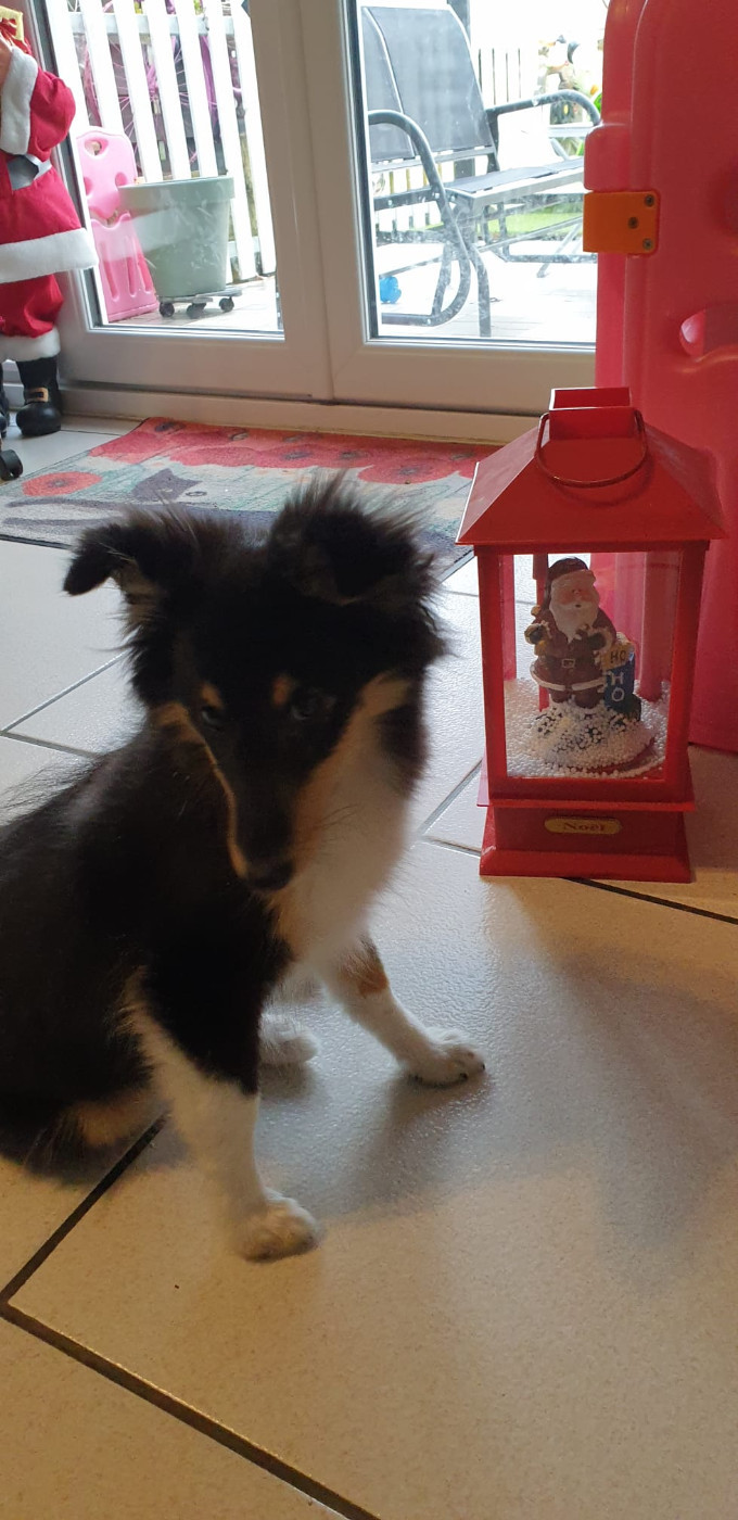 Ushka Brune Des Shelties De Gaia