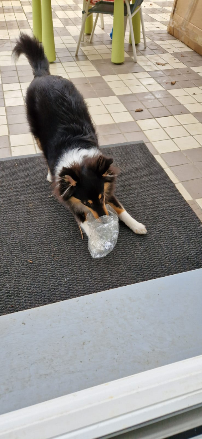 Ushka Brune Des Shelties De Gaia