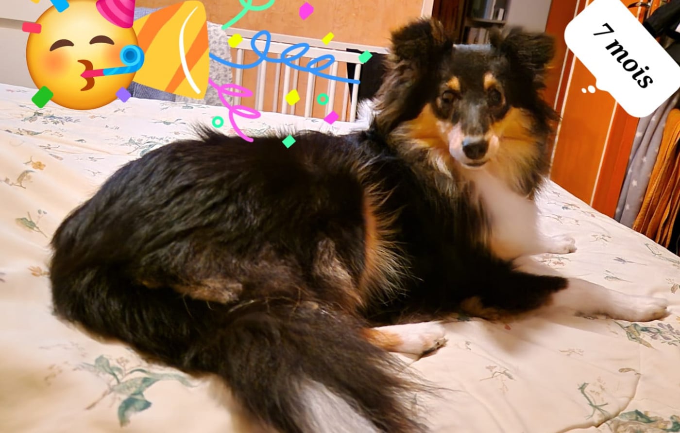 Ushka Brune Des Shelties De Gaia