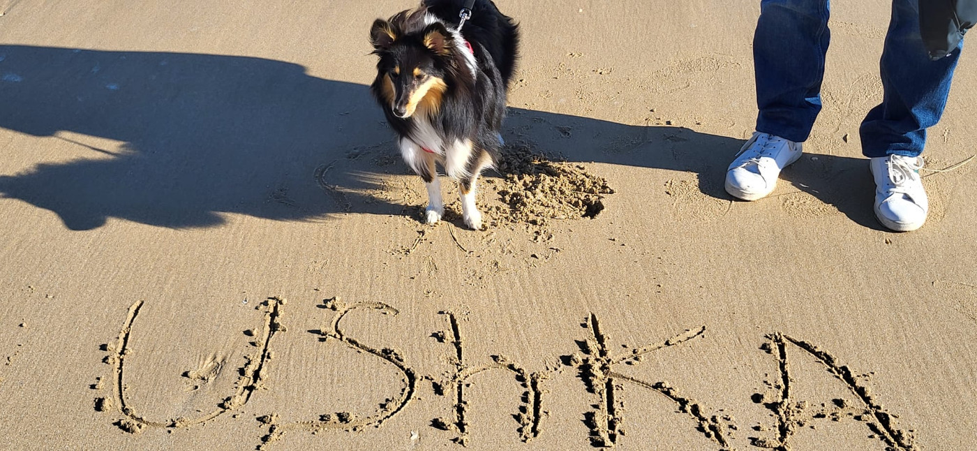 Ushka Brune Des Shelties De Gaia