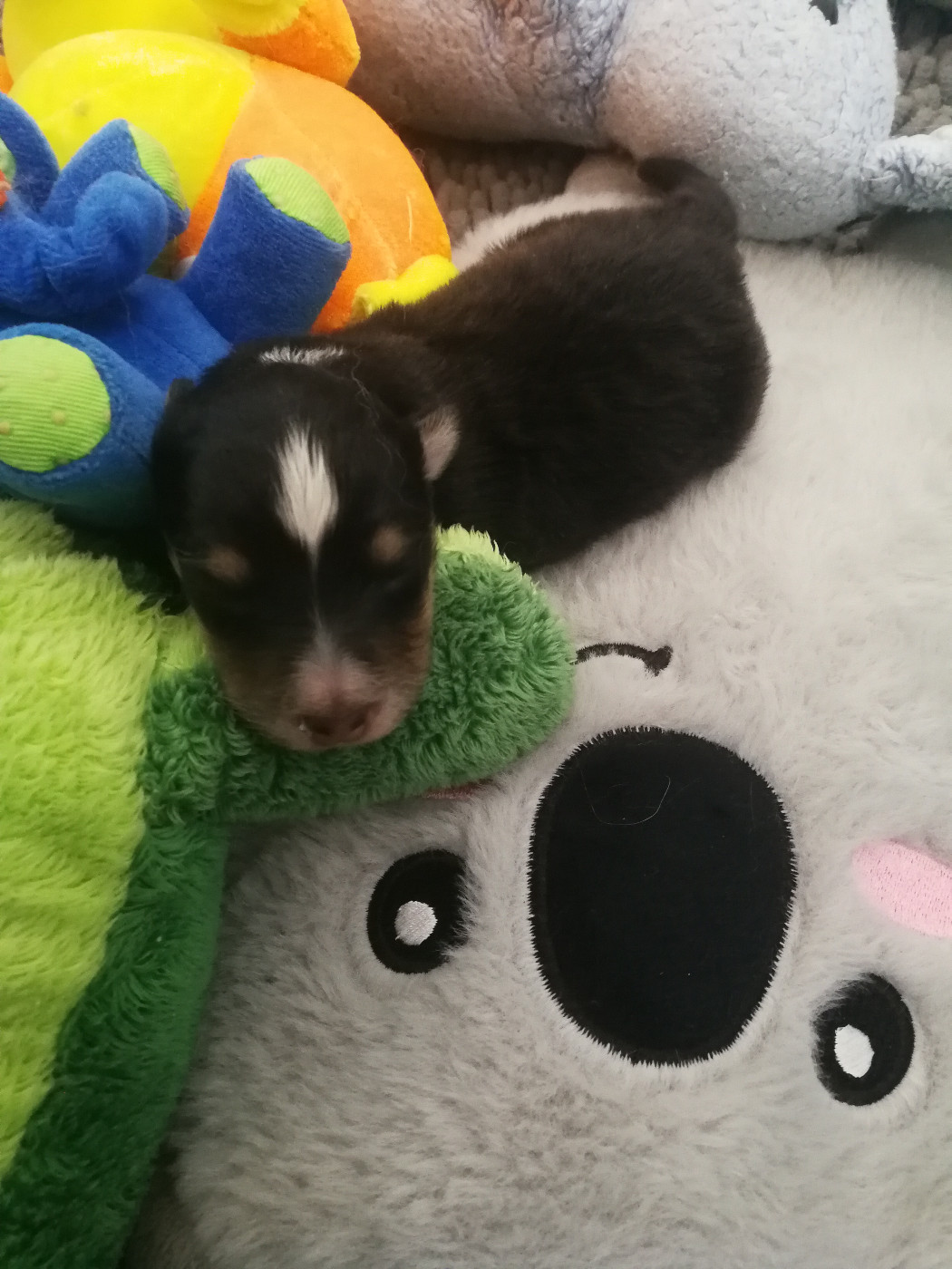 Alac Brun Des Shelties De Gaia