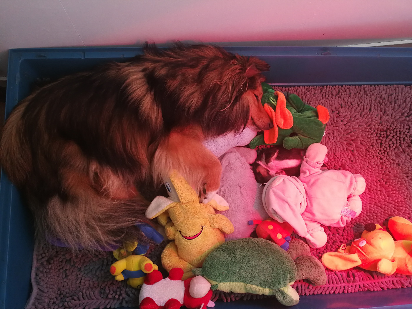 Alac Brun Des Shelties De Gaia