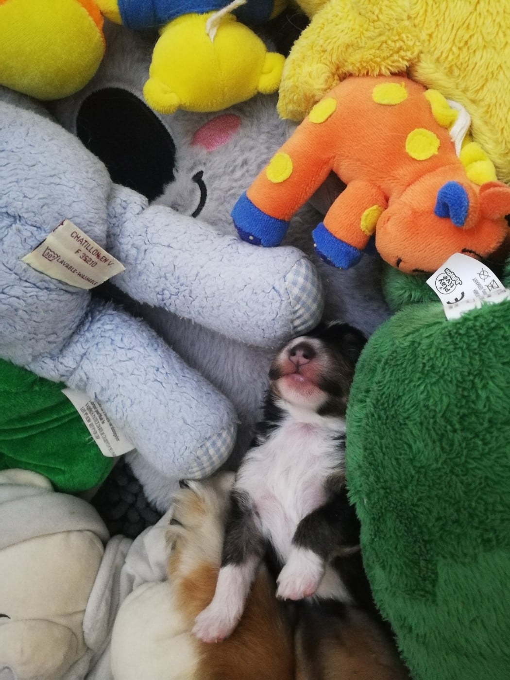 Alac Brun Des Shelties De Gaia