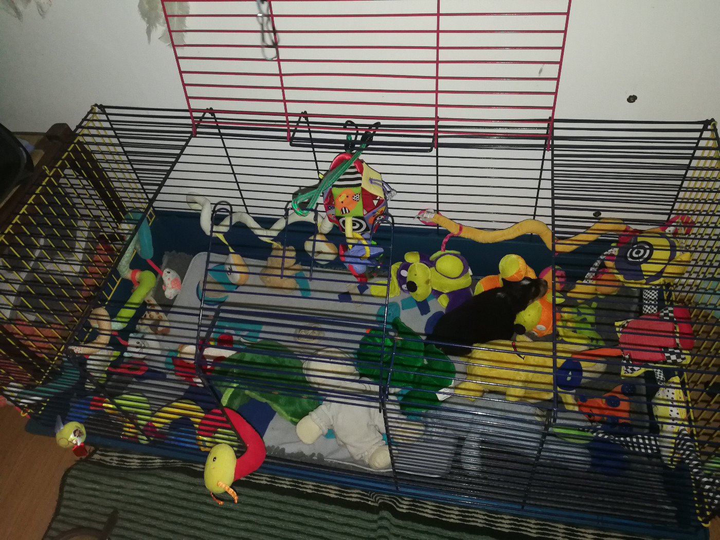 Alac Brun Des Shelties De Gaia