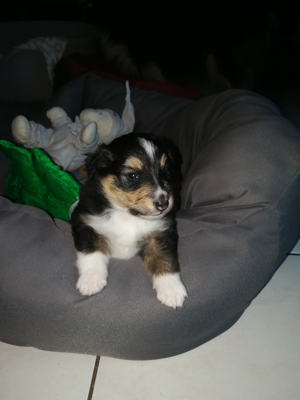 Alac Brun Des Shelties De Gaia