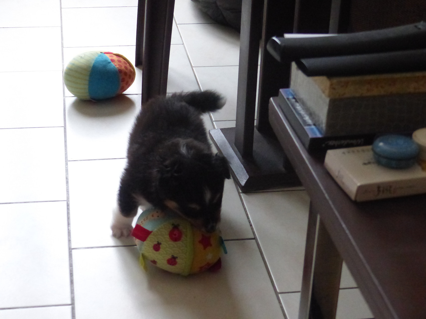 Alac Brun Des Shelties De Gaia