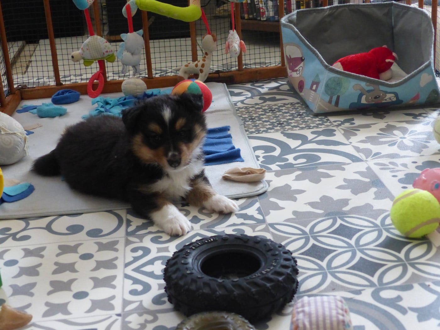 Alac Brun Des Shelties De Gaia