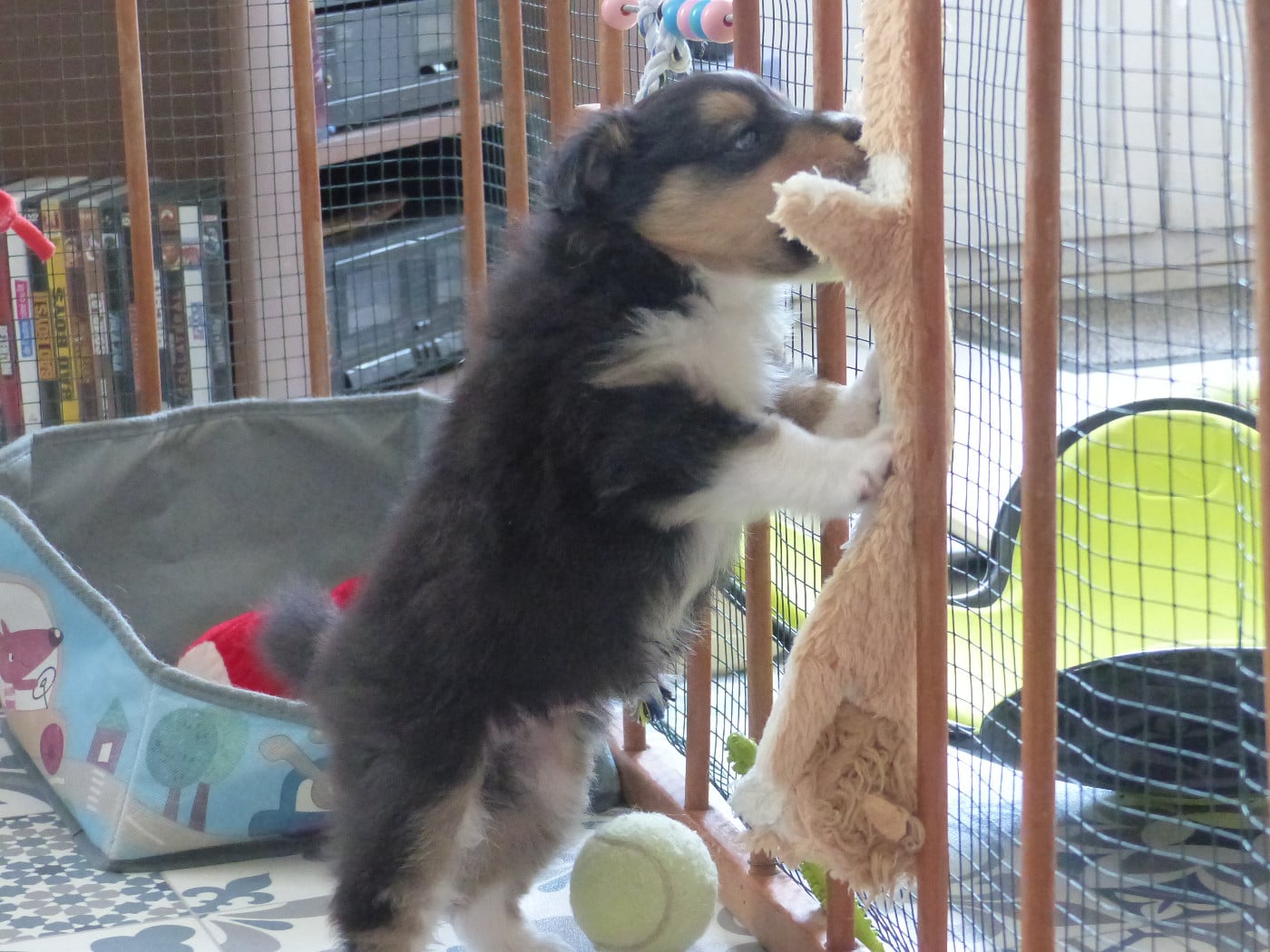 Alac Brun Des Shelties De Gaia