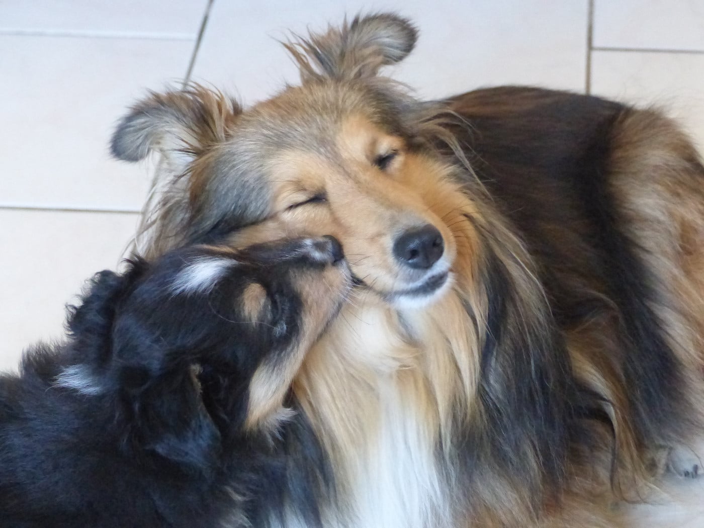 Alac Brun Des Shelties De Gaia