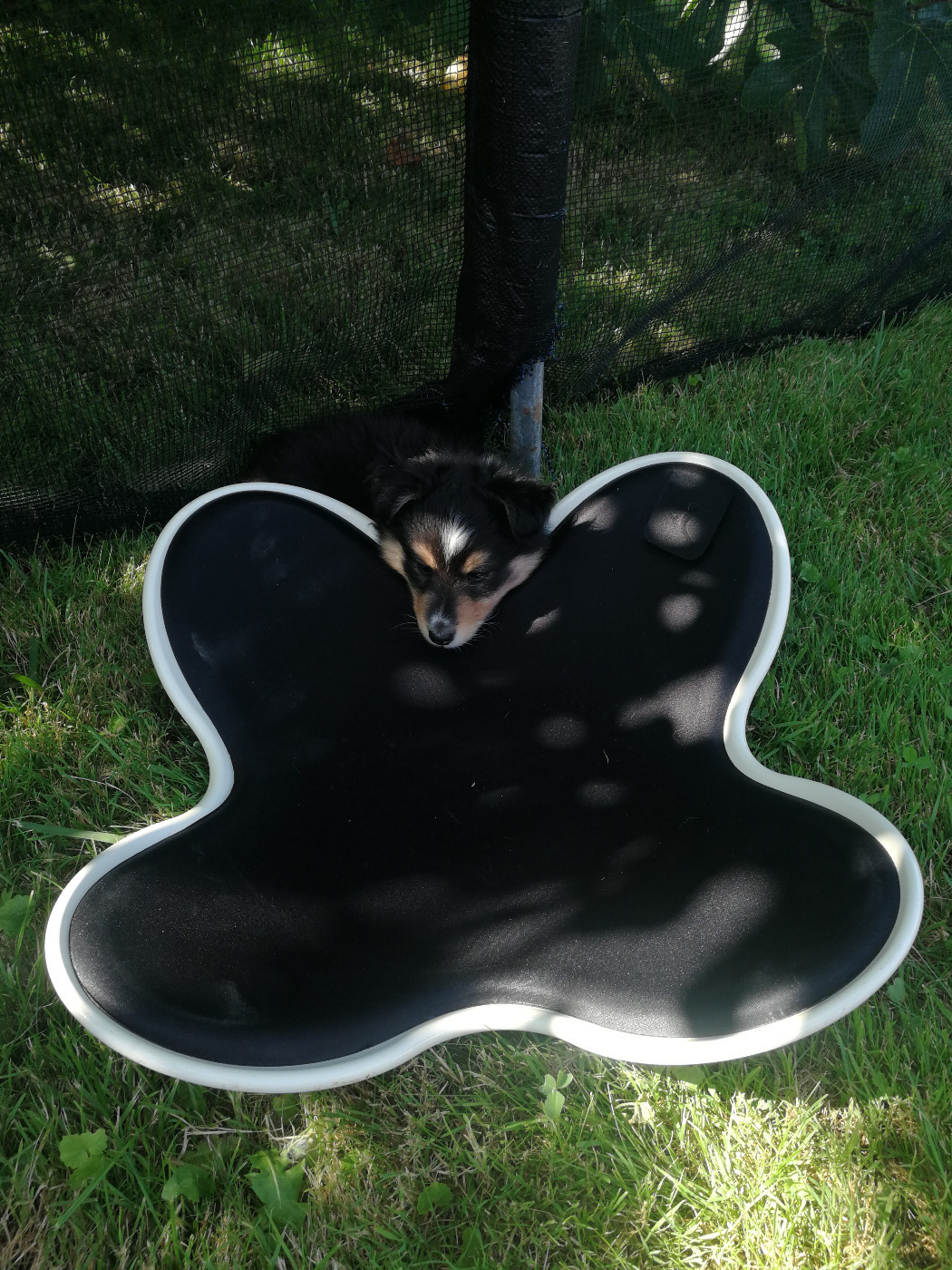 Alac Brun Des Shelties De Gaia