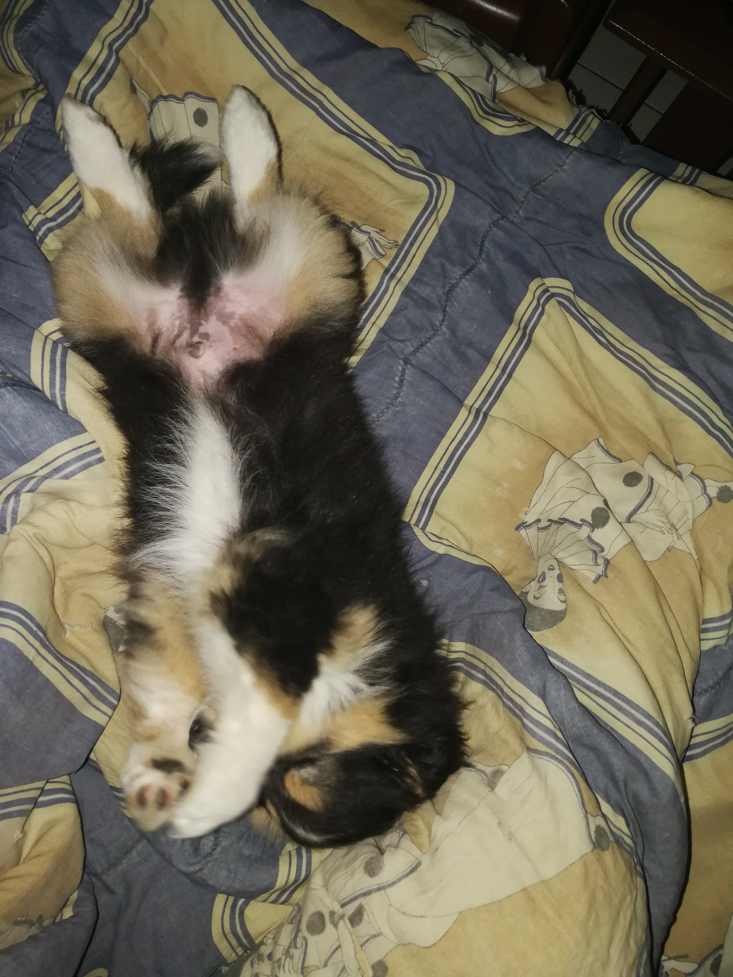 Alac Brun Des Shelties De Gaia