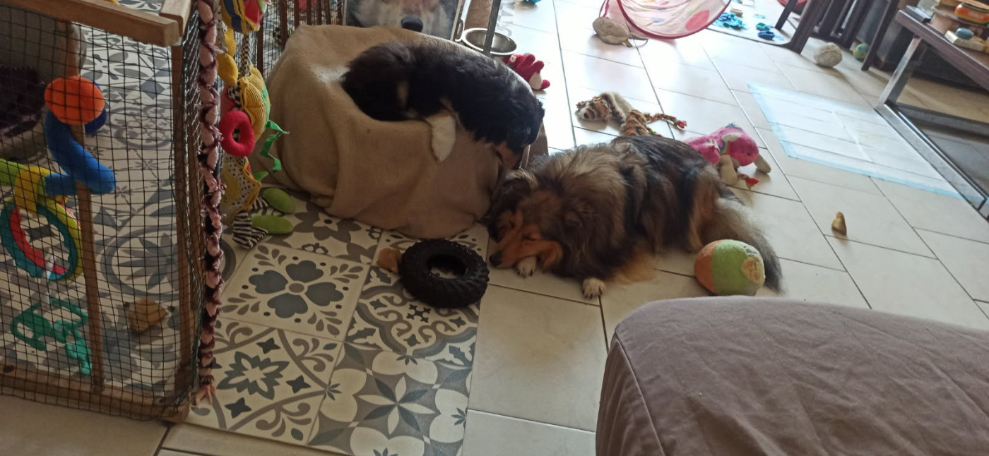 Alac Brun Des Shelties De Gaia