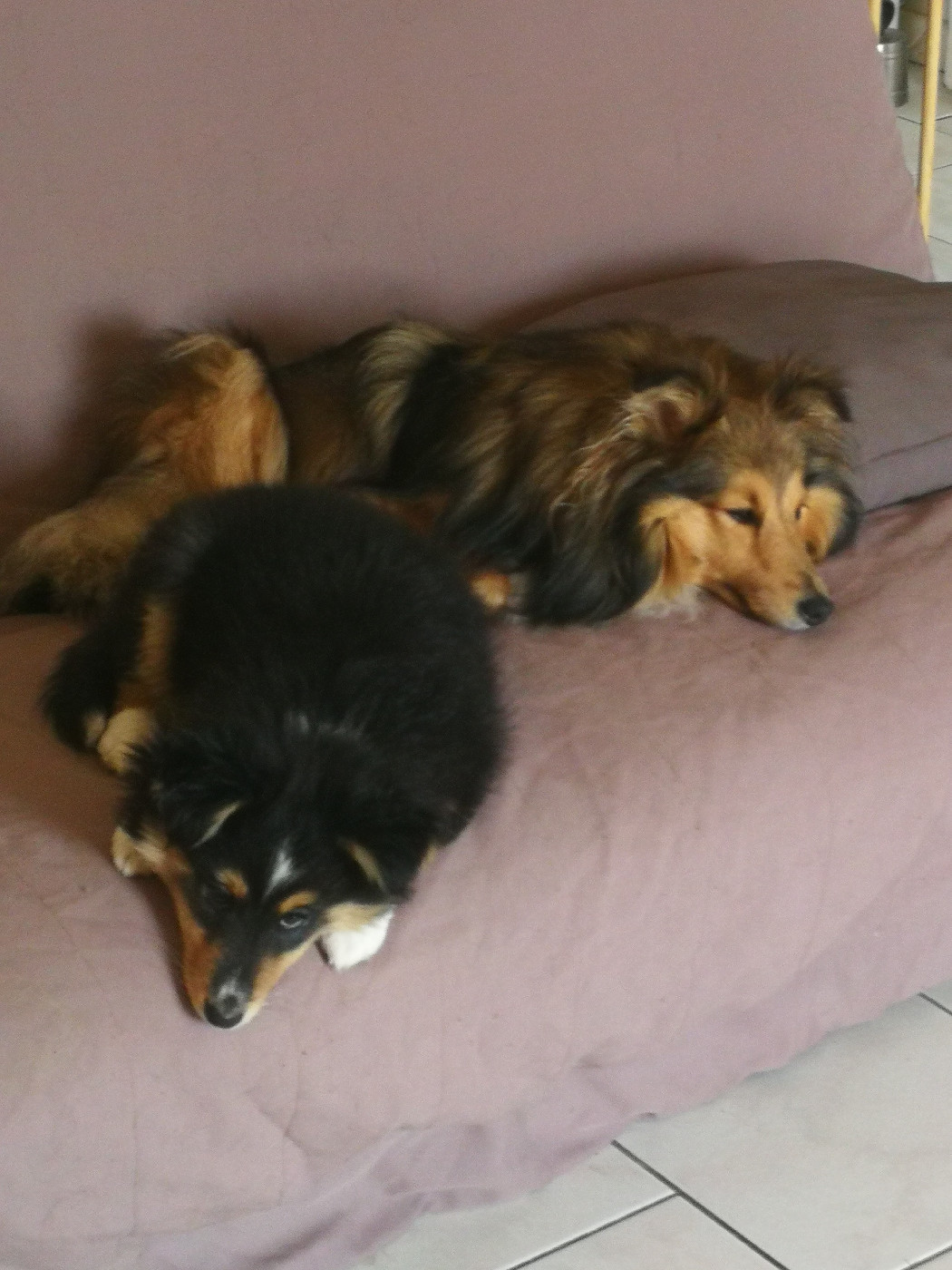 Alac Brun Des Shelties De Gaia