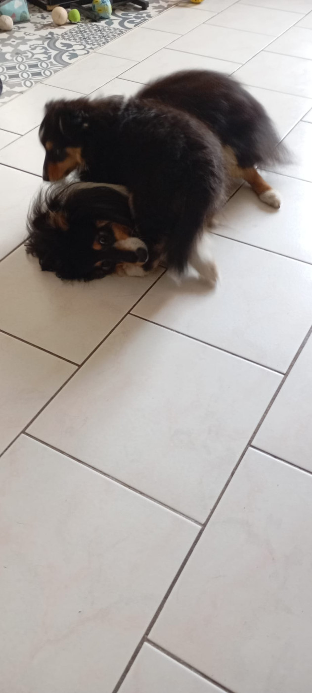 Alac Brun Des Shelties De Gaia