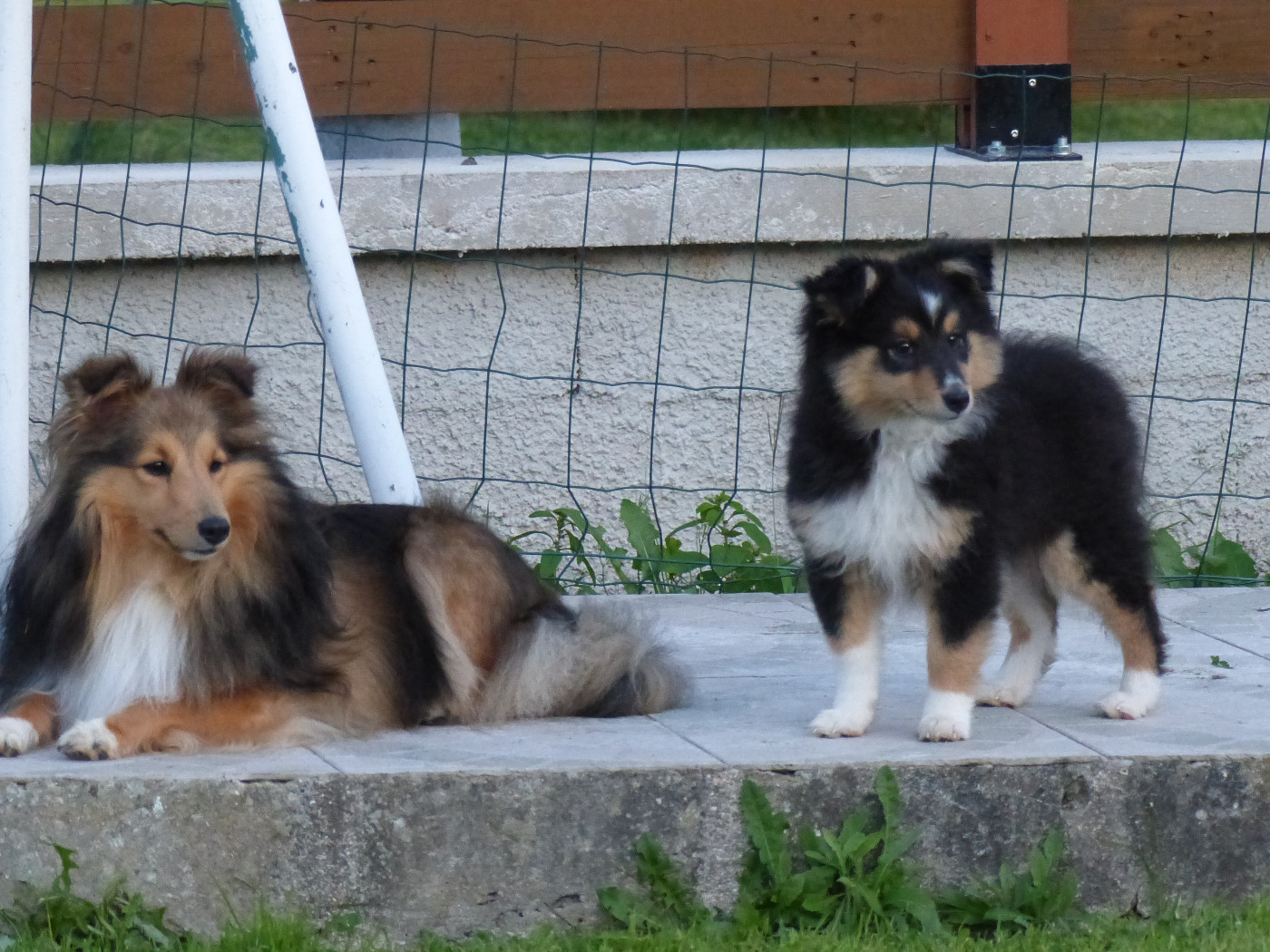 Alac Brun Des Shelties De Gaia
