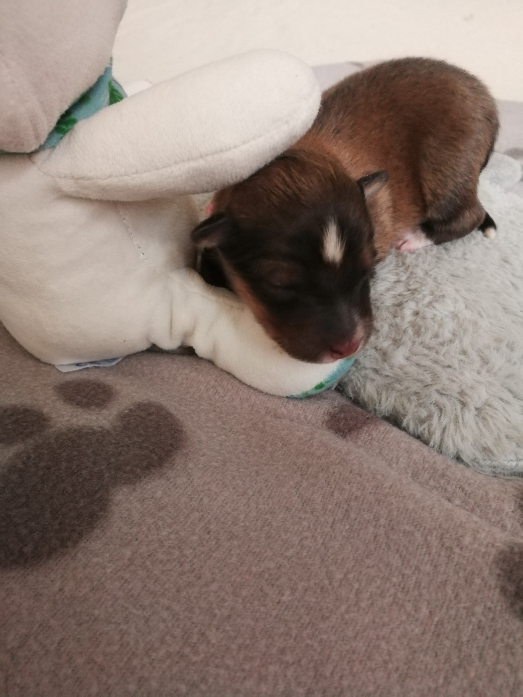 Bucky