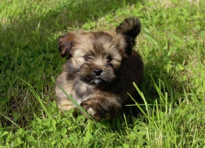 Publication : Du Royaume D'ebène Auteur : élevage Lhassa Apso