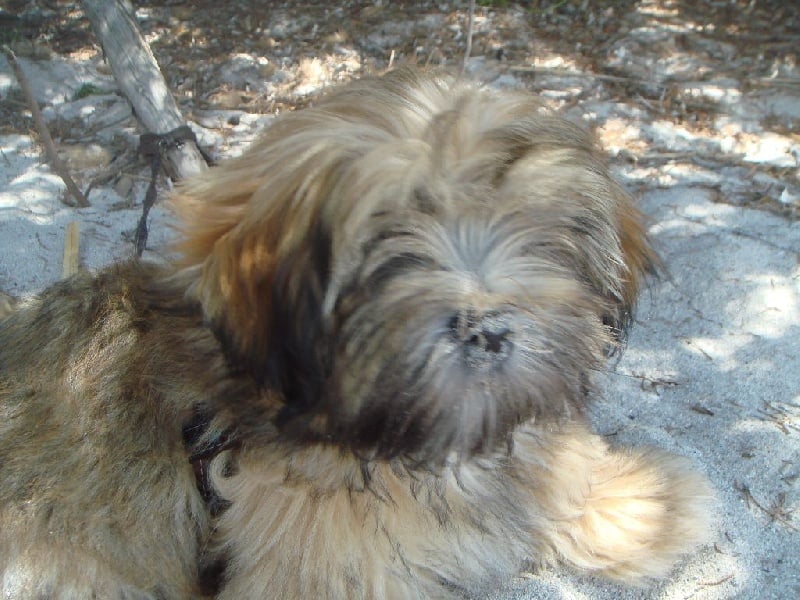 Publication : Du Royaume D'ebène Auteur : élevage Lhassa Apso