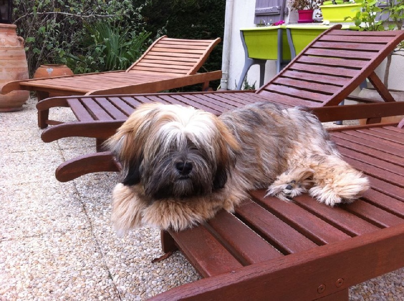 Publication : Du Royaume D'ebène Auteur : élevage Lhassa Apso