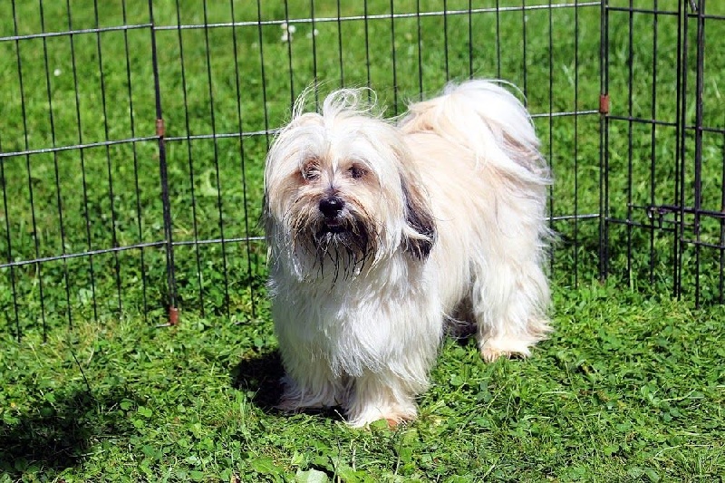 Publication : Du Royaume D'ebène Auteur : élevage Lhassa Apso