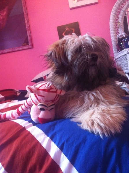 Publication : Du Royaume D'ebène Auteur : élevage Lhassa Apso