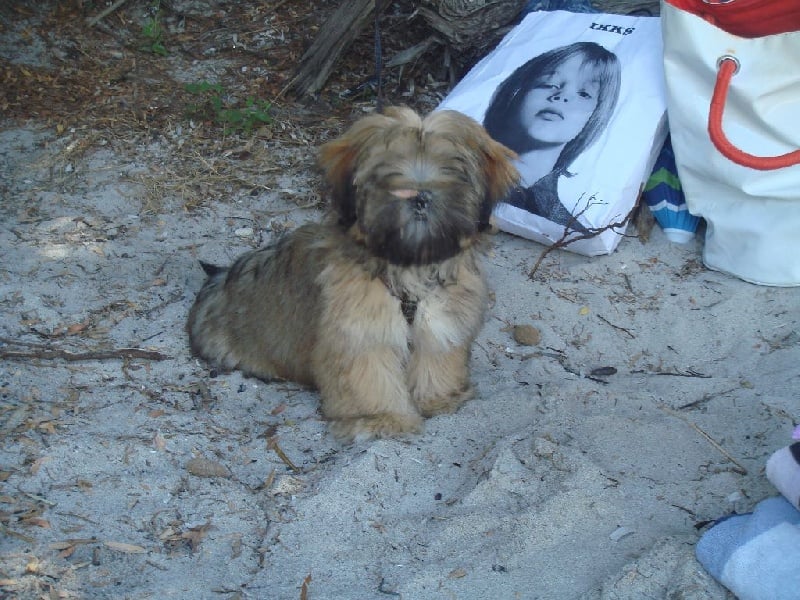 Publication : Du Royaume D'ebène Auteur : élevage Lhassa Apso