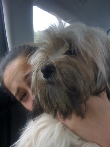 Publication : Du Royaume D'ebène Auteur : élevage Lhassa Apso