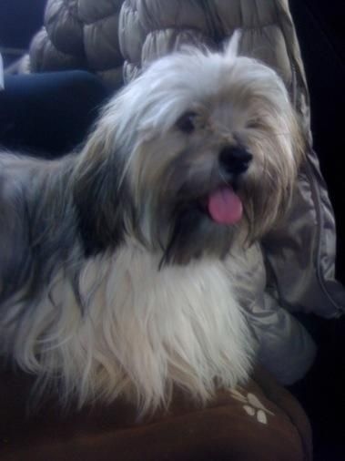 Publication : Du Royaume D'ebène Auteur : élevage Lhassa Apso