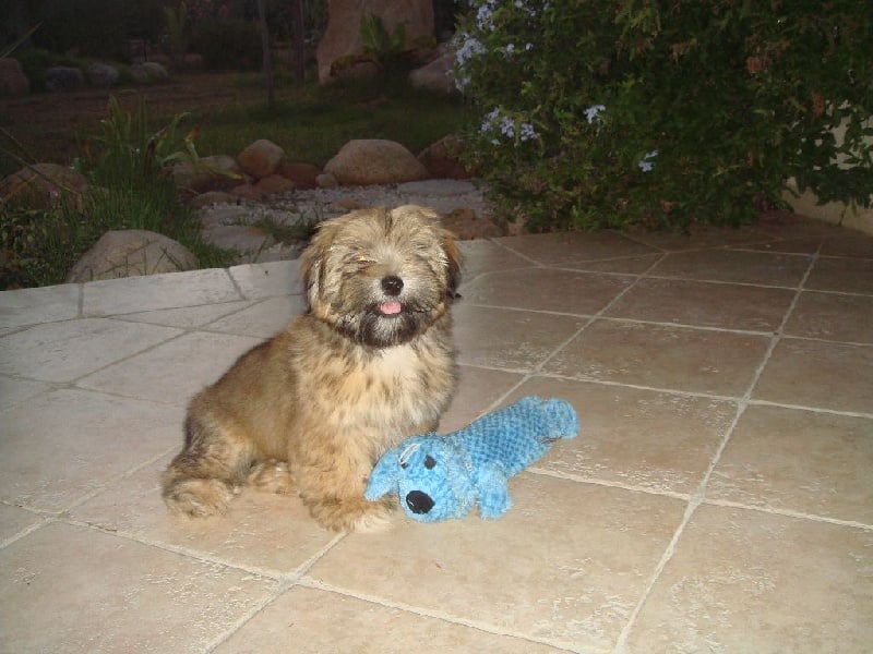 Publication : Du Royaume D'ebène Auteur : élevage Lhassa Apso