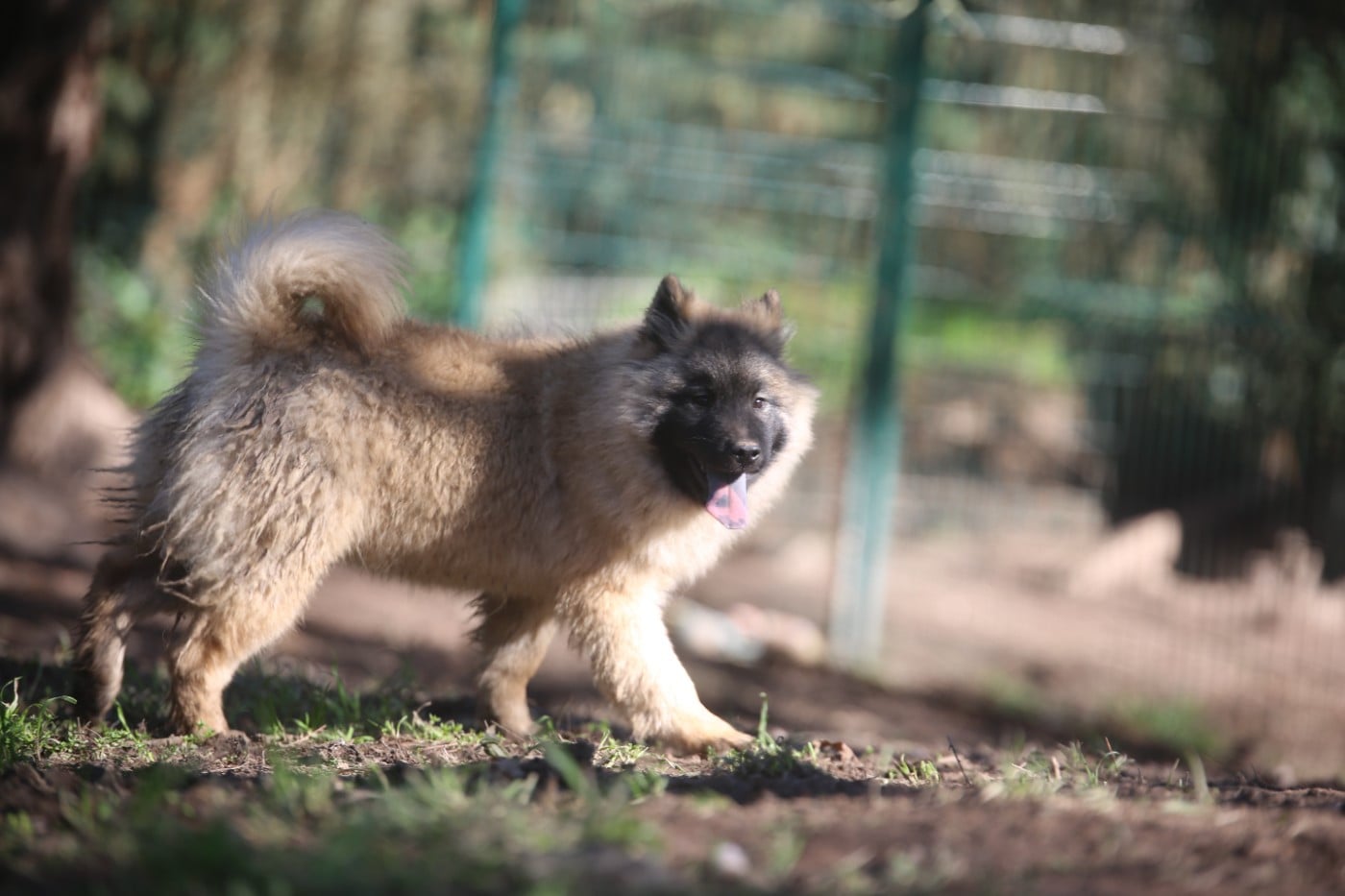 Mini Inaé - Eurasier