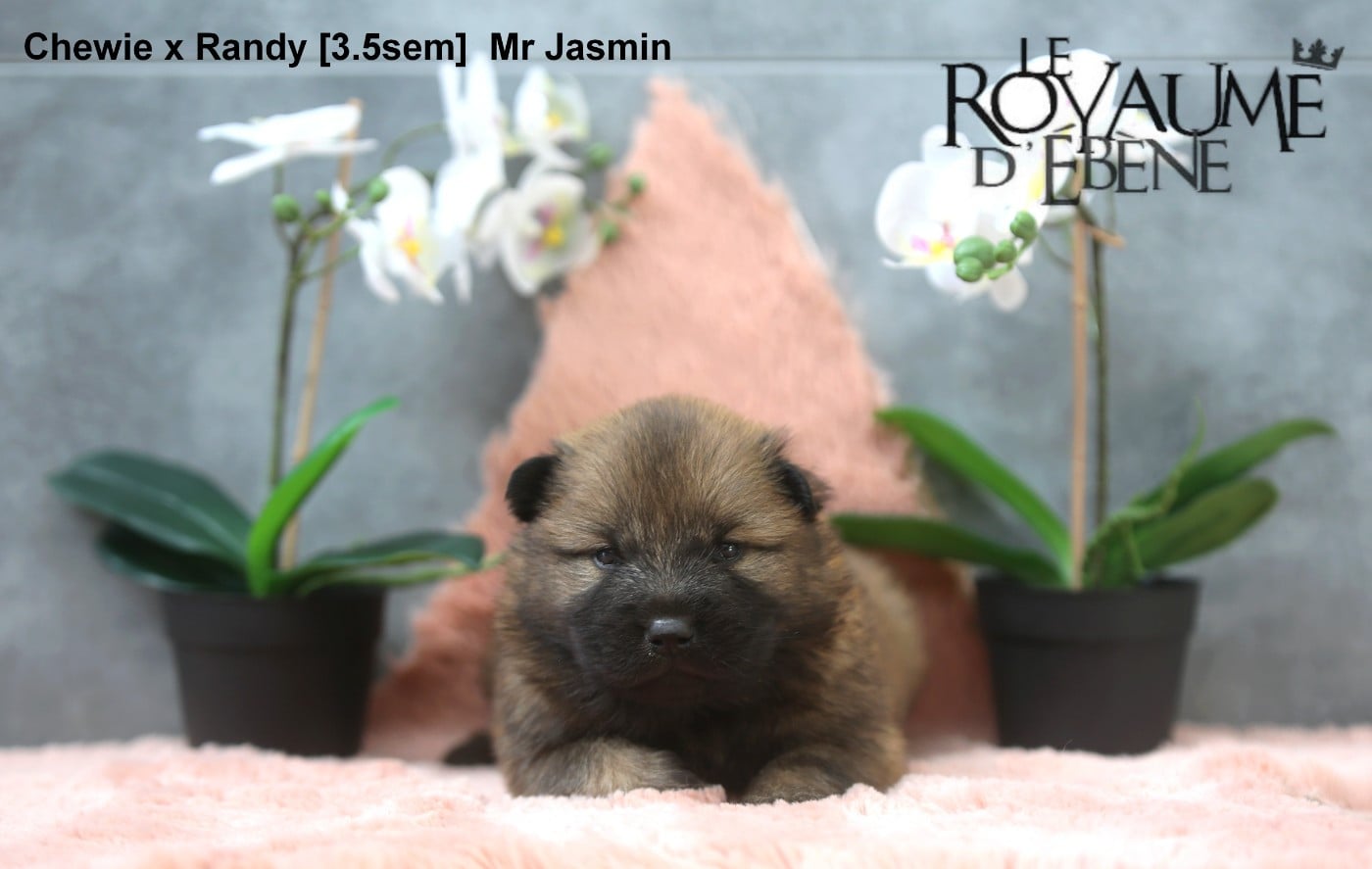 Chiot N°1