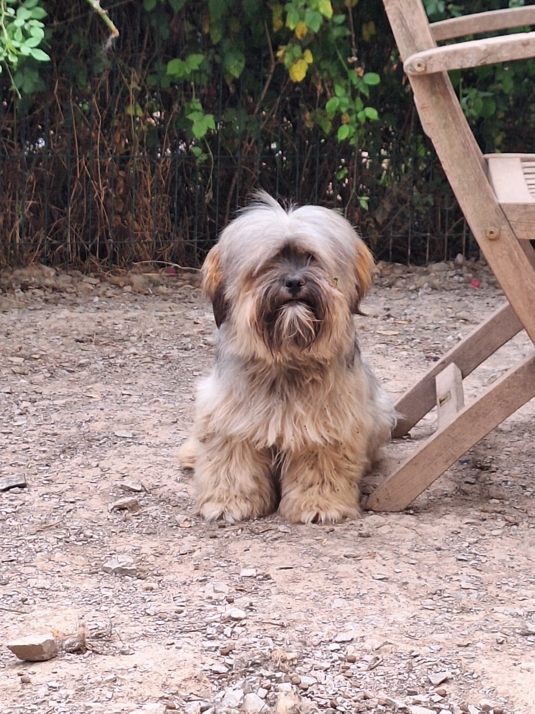 Mr marron